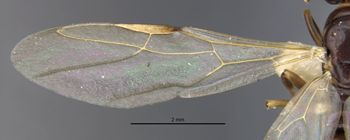 Media type: image;   Entomology 26111 Aspect: Wing, front